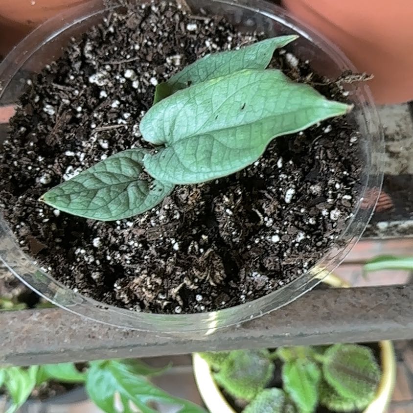 Photo of the plant species Amydrium medium by @JovialFlamevine named Morgan Treeman on Greg, the plant care app