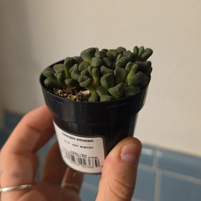 Photo of the plant species Living Stone by @HotKudulily60 named Harmony on Greg, the plant care app