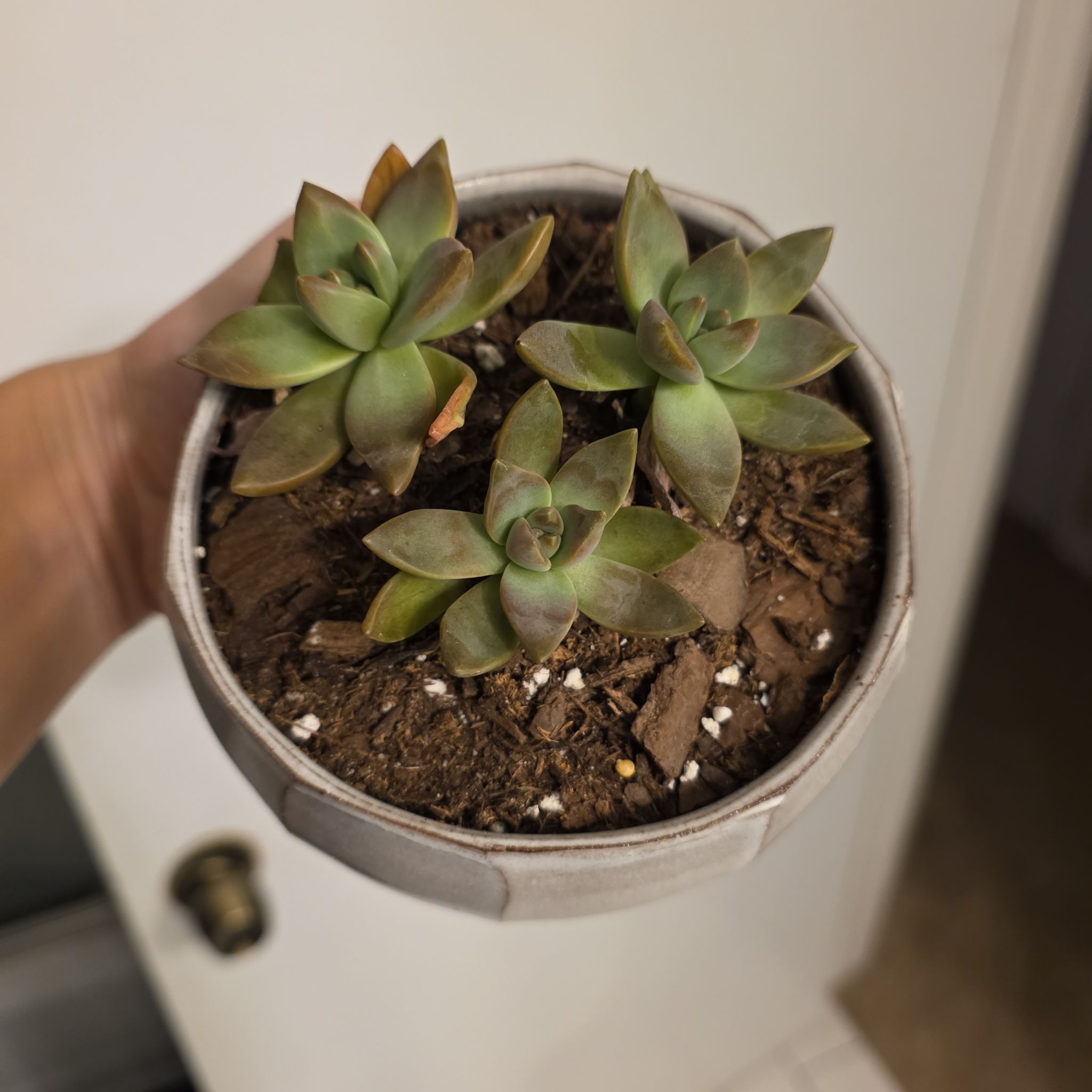 Photo of the plant species succulent by @HotKudulily60 named Naomi on Greg, the plant care app