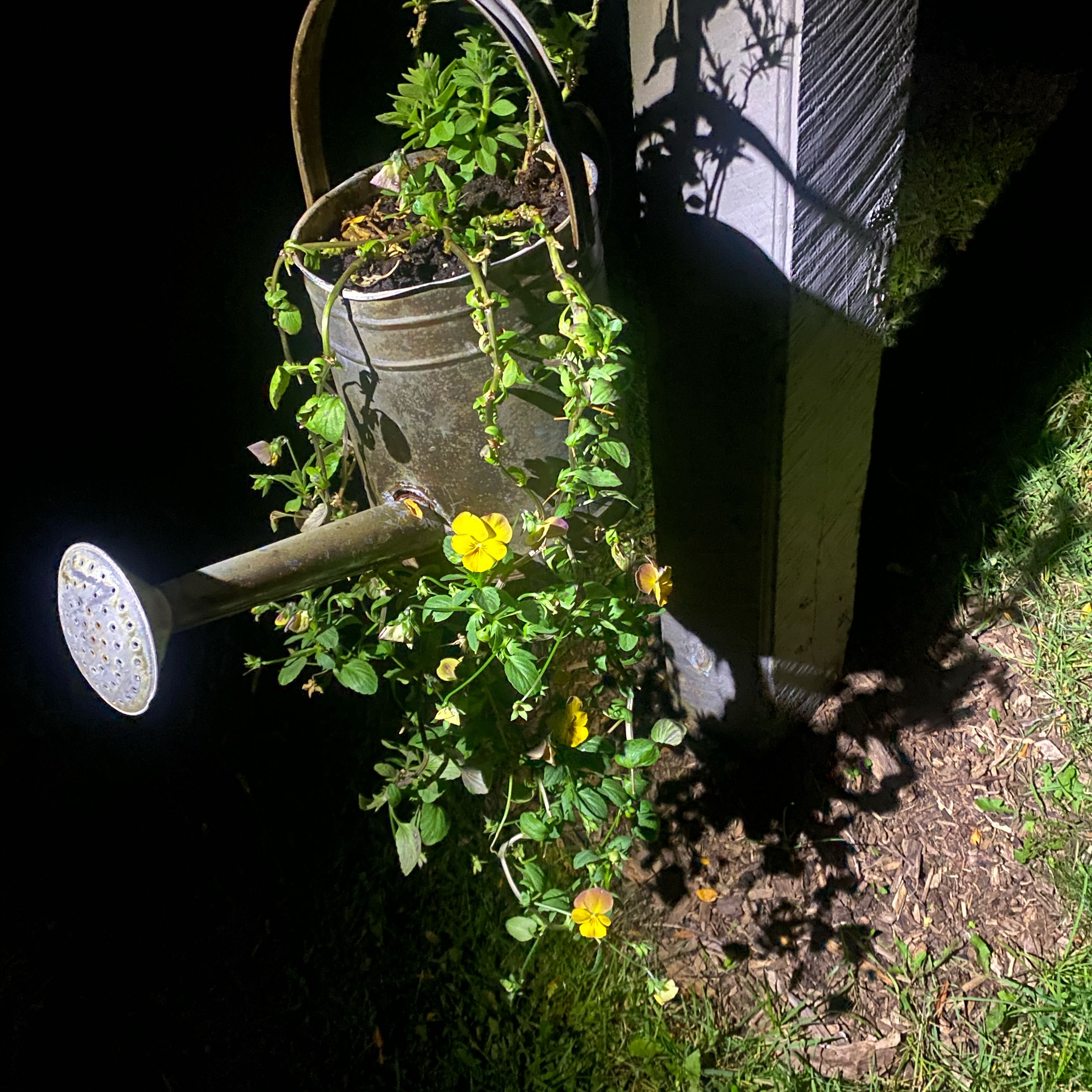 Photo of the plant species Orange Balsam by @ActiveColeus91 named Kendall on Greg, the plant care app