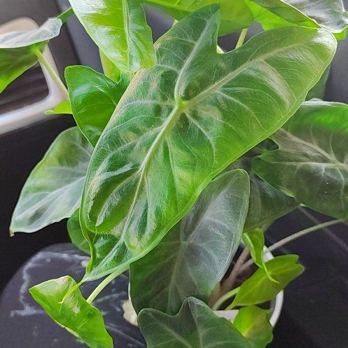 Photo of the plant species Fancy Alocasia by @PureMatagouri73 named Curie on Greg, the plant care app
