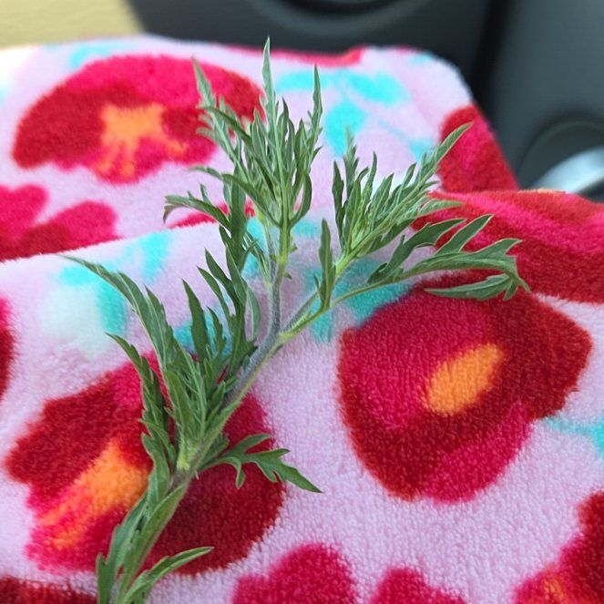 Photo of the plant species Annual Ragweed by @TryOrchid40 named Captain Plant-it on Greg, the plant care app