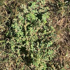 Photo of the plant species Milk Purslane by @VividBlinks99 named McKinley on Greg, the plant care app