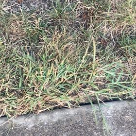Photo of the plant species False Oat-Grass by @VividBlinks99 named Fernie Mercury on Greg, the plant care app