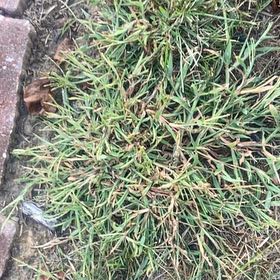 Photo of the plant species Media Sandspurry by @VividBlinks99 named Tupot amaroot on Greg, the plant care app