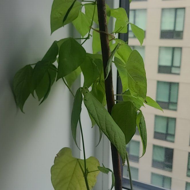 Photo of the plant species Catalpa by @MellowSandleek named Emerson on Greg, the plant care app