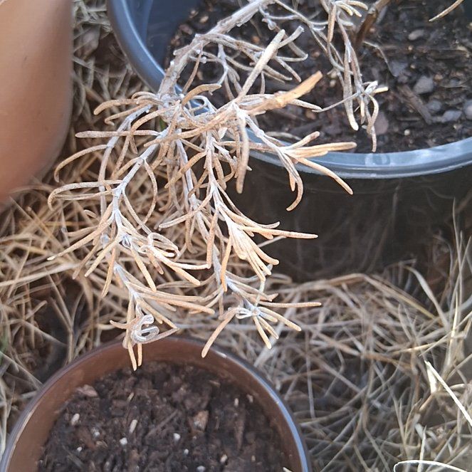 Photo of the plant species Italian Strawflower by @FancierGinger34 named Mochi on Greg, the plant care app