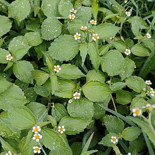 Photo of the plant species Hairy Galinsoga by @motopibby2024 named Harry on Greg, the plant care app