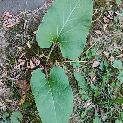 Photo of the plant species Lesser Burdock by @motopibby2024 named Remington on Greg, the plant care app