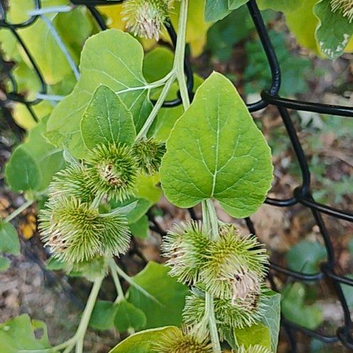 Photo of the plant species Great Burdock by @motopibby2024 named Keanu Leaves on Greg, the plant care app