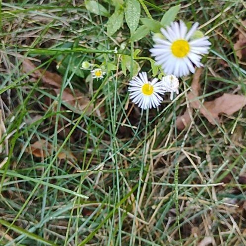 Photo of the plant species Annual Fleabane by @motopibby2024 named Figyonce on Greg, the plant care app