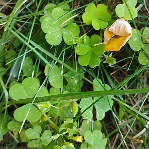 Photo of the plant species European Woodsorrel by @motopibby2024 named Sahara on Greg, the plant care app