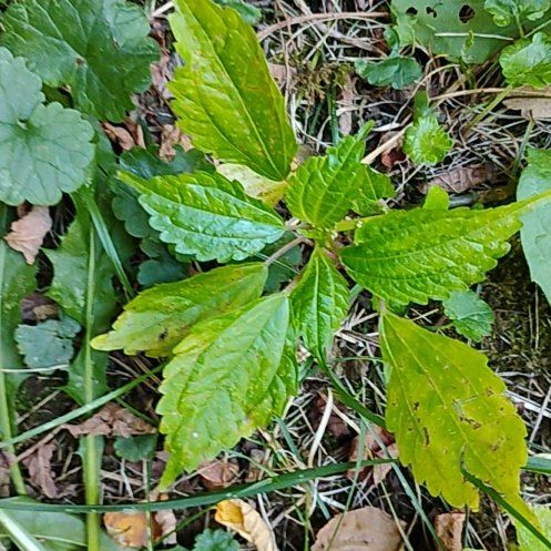 Photo of the plant species Canadian Clearweed by @motopibby2024 named Madonna on Greg, the plant care app