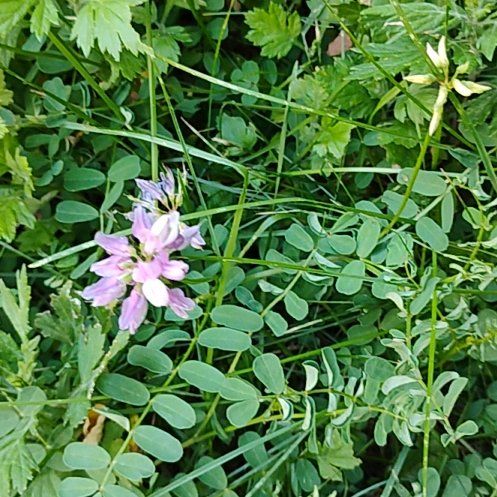 Photo of the plant species Coronilla Varia by @motopibby2024 named Rainier on Greg, the plant care app