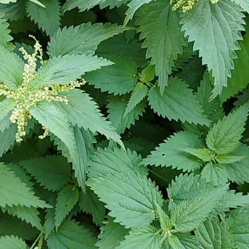 Photo of the plant species Hoary Stinging Nettle by @motopibby2024 named Baesil on Greg, the plant care app