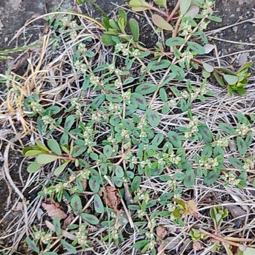 Photo of the plant species Milk Purslane by @motopibby2024 named Naomi on Greg, the plant care app