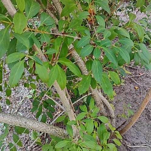 Photo of the plant species Border Forsythia by @motopibby2024 named Planty on Greg, the plant care app