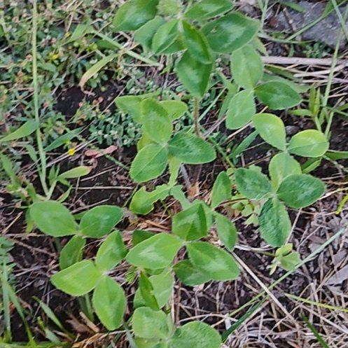 Photo of the plant species Red Clover by @motopibby2024 named Kobe on Greg, the plant care app