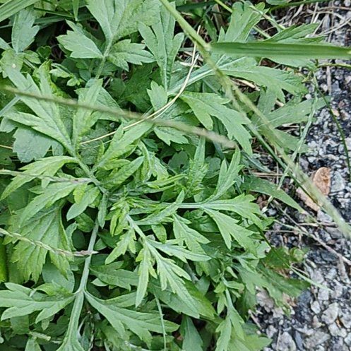 Photo of the plant species Columbia River Wormwood by @motopibby2024 named Ronaldo on Greg, the plant care app