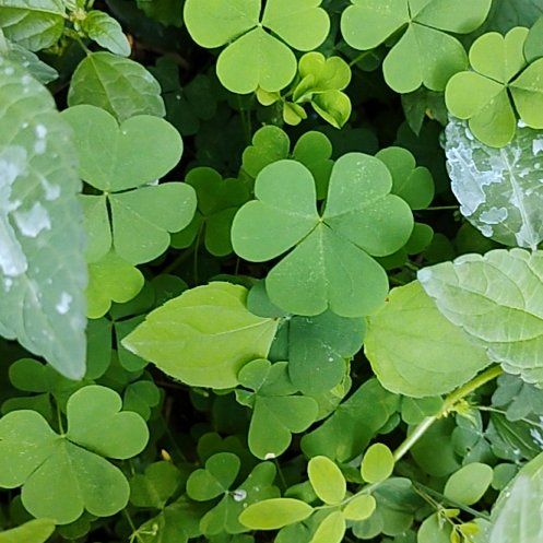 Photo of the plant species European Woodsorrel by @motopibby2024 named Forrest on Greg, the plant care app