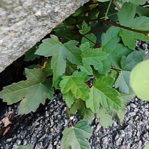 Photo of the plant species Sycamore Maple by @motopibby2024 named Sonora on Greg, the plant care app