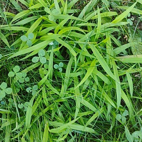 Photo of the plant species Veldt Grass by @motopibby2024 named Foxxy on Greg, the plant care app