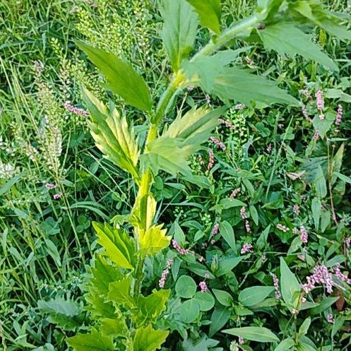 Photo of the plant species Annual Fleabane by @motopibby2024 named Tolkien on Greg, the plant care app