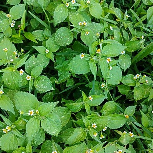 Photo of the plant species Hairy Galinsoga by @motopibby2024 named Scarlett on Greg, the plant care app