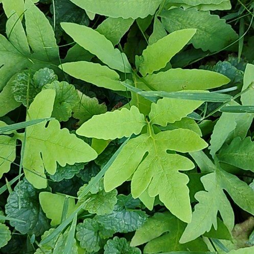 Photo of the plant species Sensitive Fern by @motopibby2024 named Plato on Greg, the plant care app