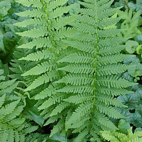 Photo of the plant species Eastern Hayscented Fern by @motopibby2024 named Spike Leaves on Greg, the plant care app
