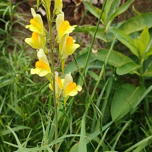 Photo of the plant species Butter and Eggs by @motopibby2024 named Beckham on Greg, the plant care app