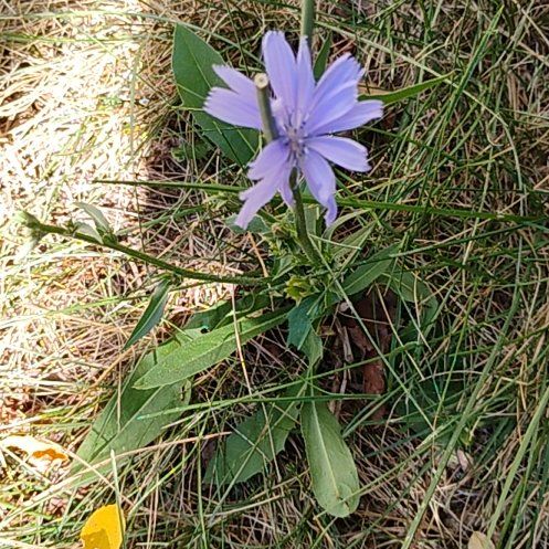 Photo of the plant species Chickory by @motopibby2024 named Rosa on Greg, the plant care app