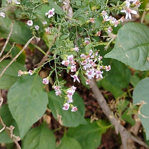 Photo of the plant species Russian Vine by @motopibby2024 named Captain Plant-it on Greg, the plant care app