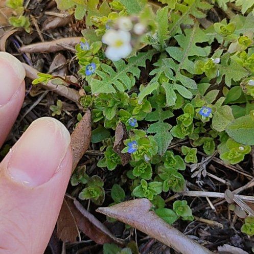 Photo of the plant species Red Chickweed by @motopibby2024 named Sherlock on Greg, the plant care app