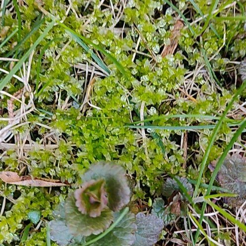Photo of the plant species Creeping Charlie by @motopibby2024 named Einstein on Greg, the plant care app