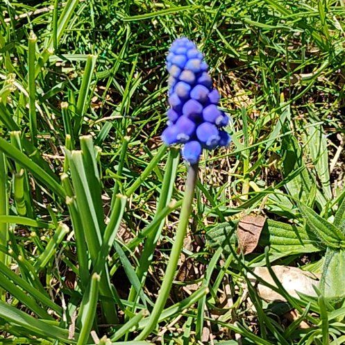 Photo of the plant species Grape Hyacinth by @motopibby2024 named Luna on Greg, the plant care app