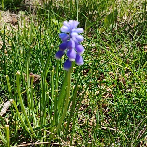 Photo of the plant species Grape Hyacinth by @motopibby2024 named Demi on Greg, the plant care app