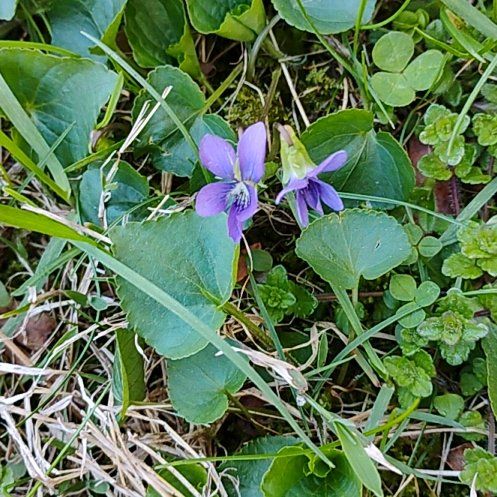 Photo of the plant species Common Dog Violet by @motopibby2024 named Michelle Branch on Greg, the plant care app