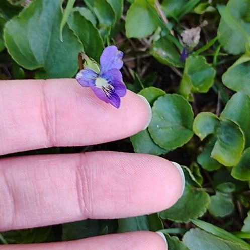 Photo of the plant species Common Dog Violet by @motopibby2024 named Robert Plant on Greg, the plant care app