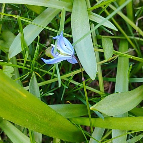 Photo of the plant species Siberian Squill by @motopibby2024 named Osmo on Greg, the plant care app