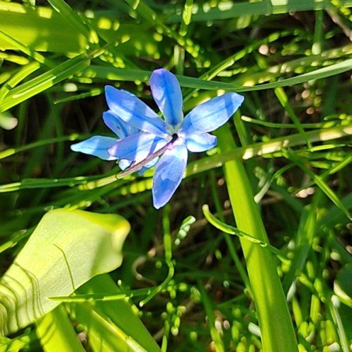Photo of the plant species Siberian Squill by @motopibby2024 named Kylie on Greg, the plant care app