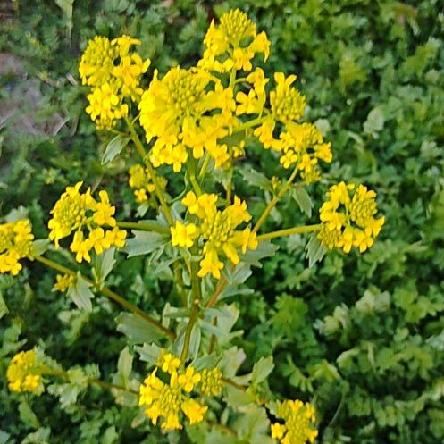 Photo of the plant species Garden Yellow Rocket by @motopibby2024 named Emerson on Greg, the plant care app