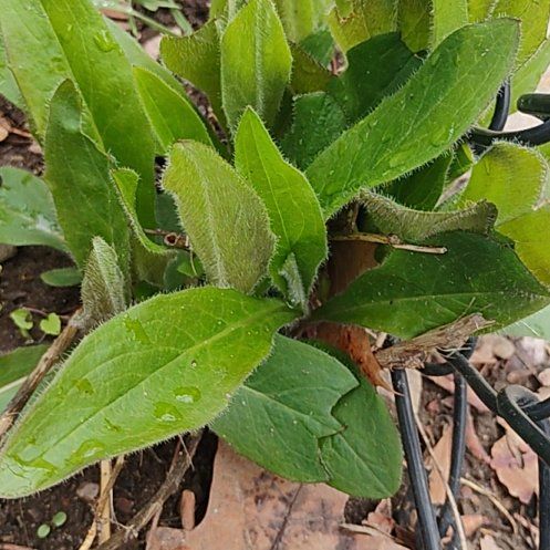Photo of the plant species Mountain Bluet by @motopibby2024 named Delilah on Greg, the plant care app