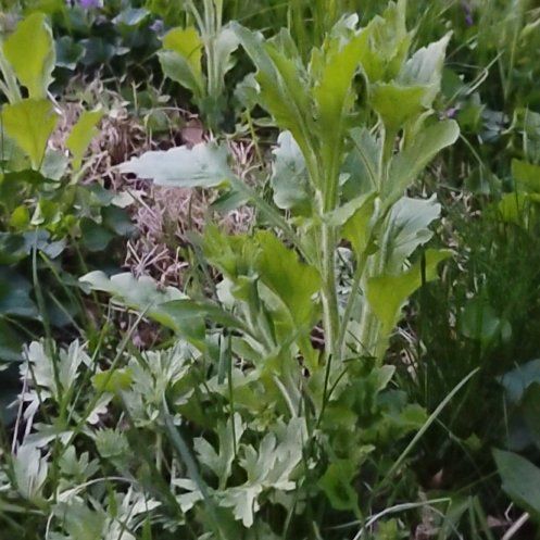 Photo of the plant species Eastern Baccharis by @motopibby2024 named Zeus on Greg, the plant care app