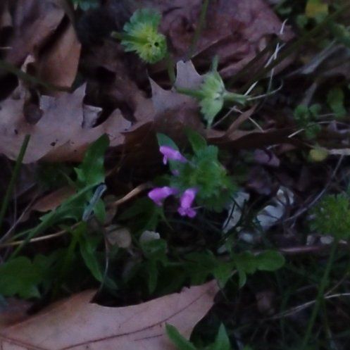 Photo of the plant species Henbit Dead-Nettle by @motopibby2024 named Austen on Greg, the plant care app