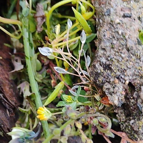 Photo of the plant species Media Sandspurry by @motopibby2024 named Bieber on Greg, the plant care app