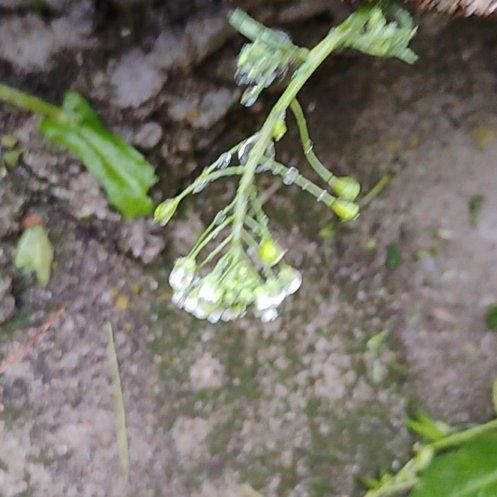 Photo of the plant species Shepherd's Purse by @motopibby2024 named Muhammad Ali on Greg, the plant care app