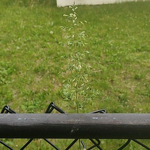 Photo of the plant species False Oat-Grass by @motopibby2024 named Treeyoncé on Greg, the plant care app