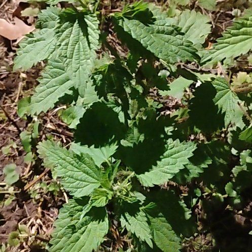 Photo of the plant species Stinging Nettles by @motopibby2024 named Tree Diddy on Greg, the plant care app