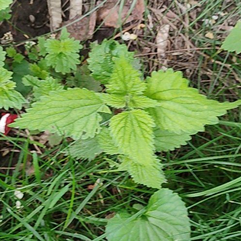 Photo of the plant species Stinging Nettles by @motopibby2024 named da Vinci on Greg, the plant care app